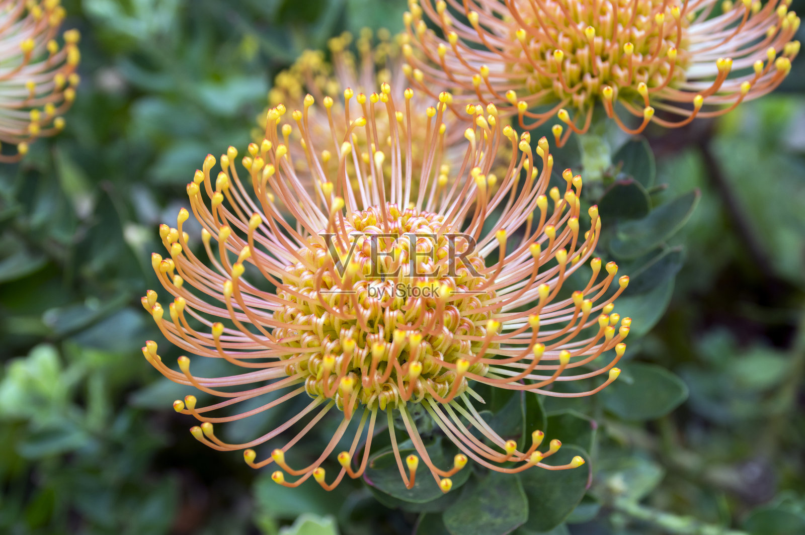 白蔹佐叶美妙的桔黄色花朵盛开照片摄影图片