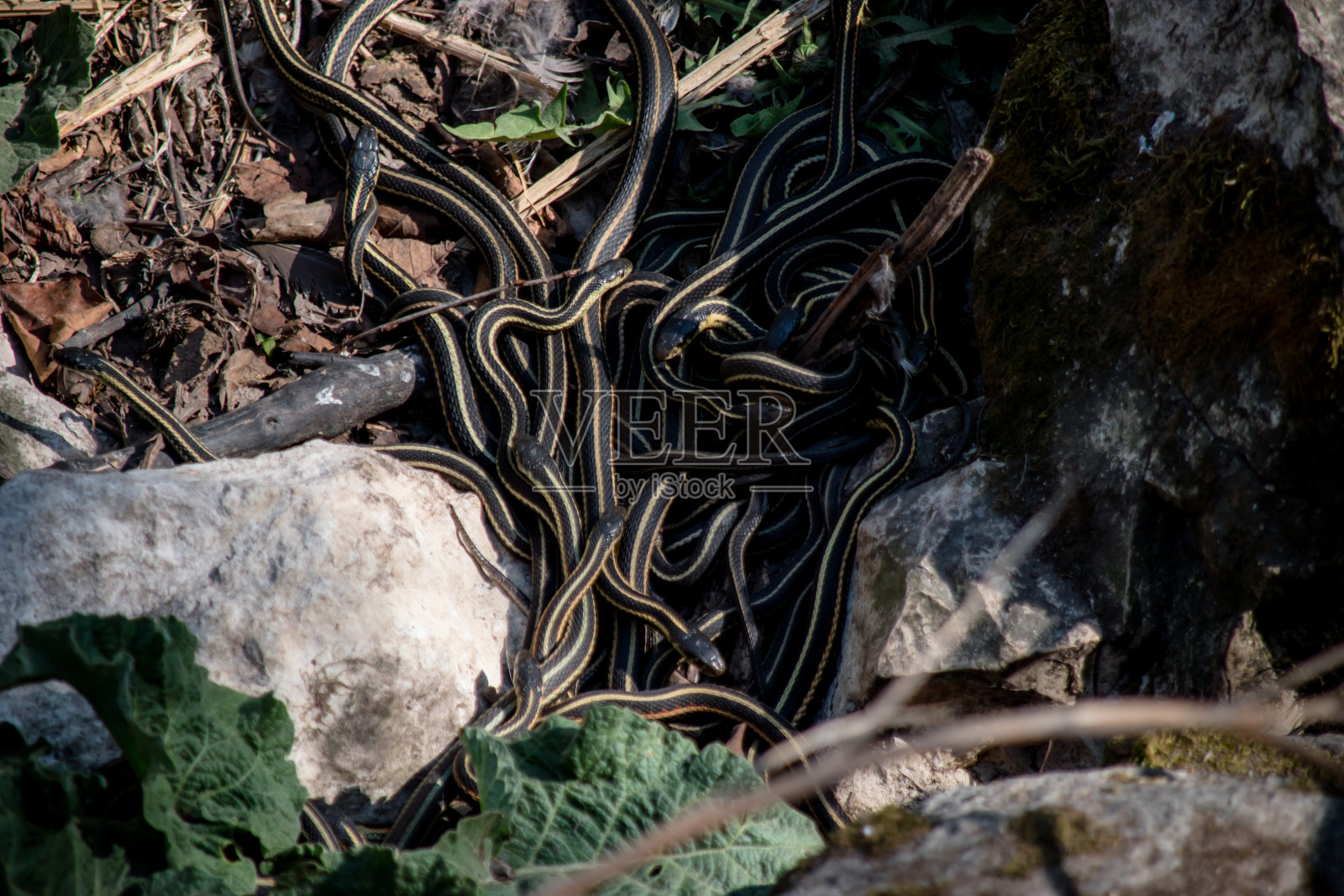 交配的蛇照片摄影图片