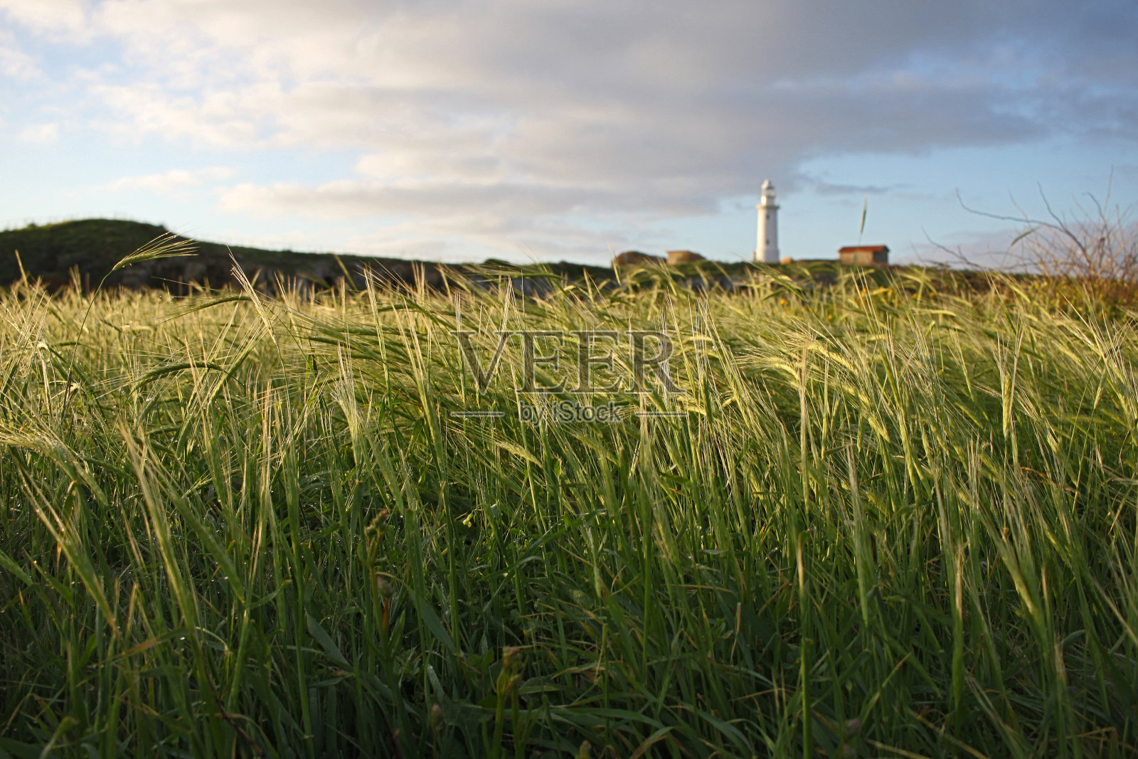 春天的花朵照片摄影图片