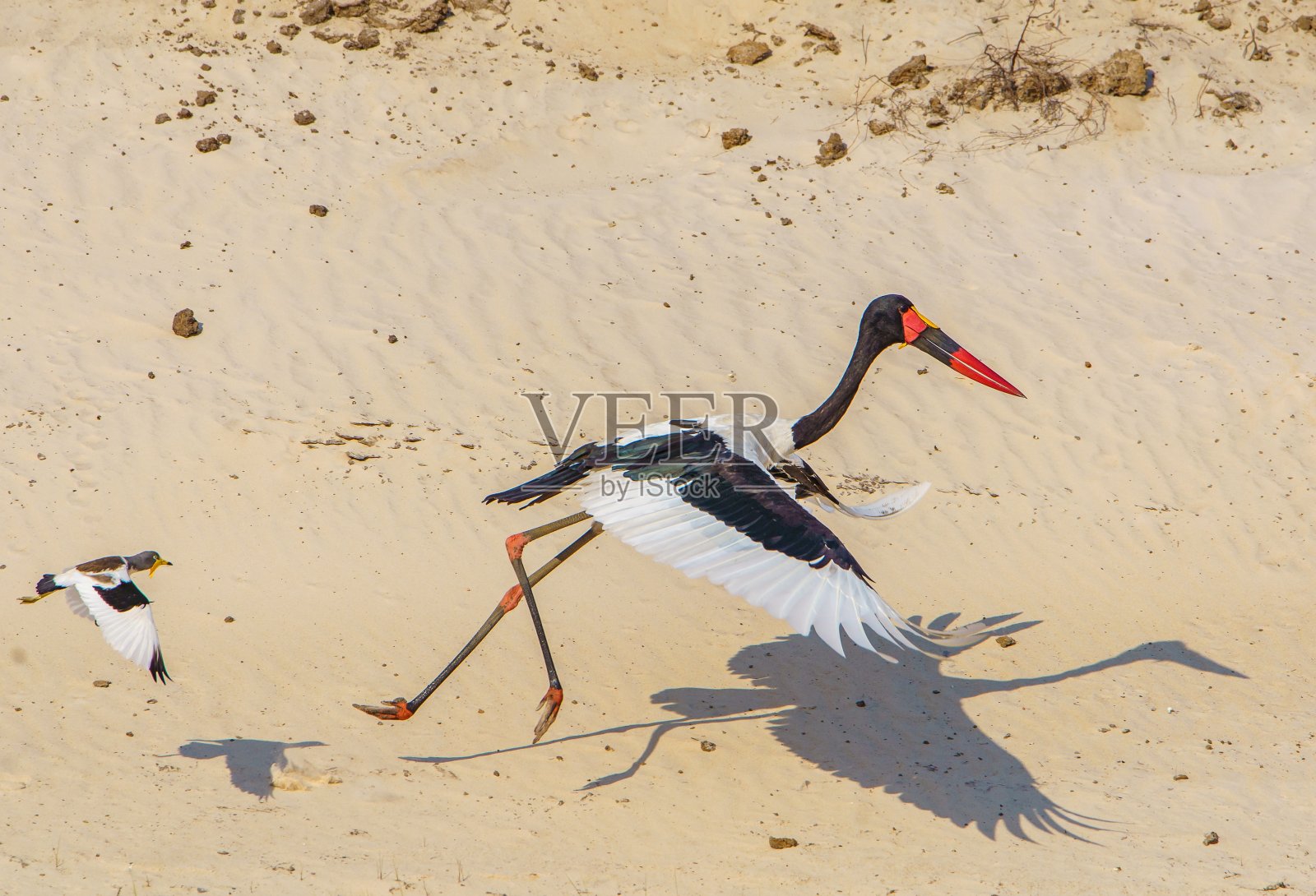 被田凫追逐的鞍嘴鹳照片摄影图片