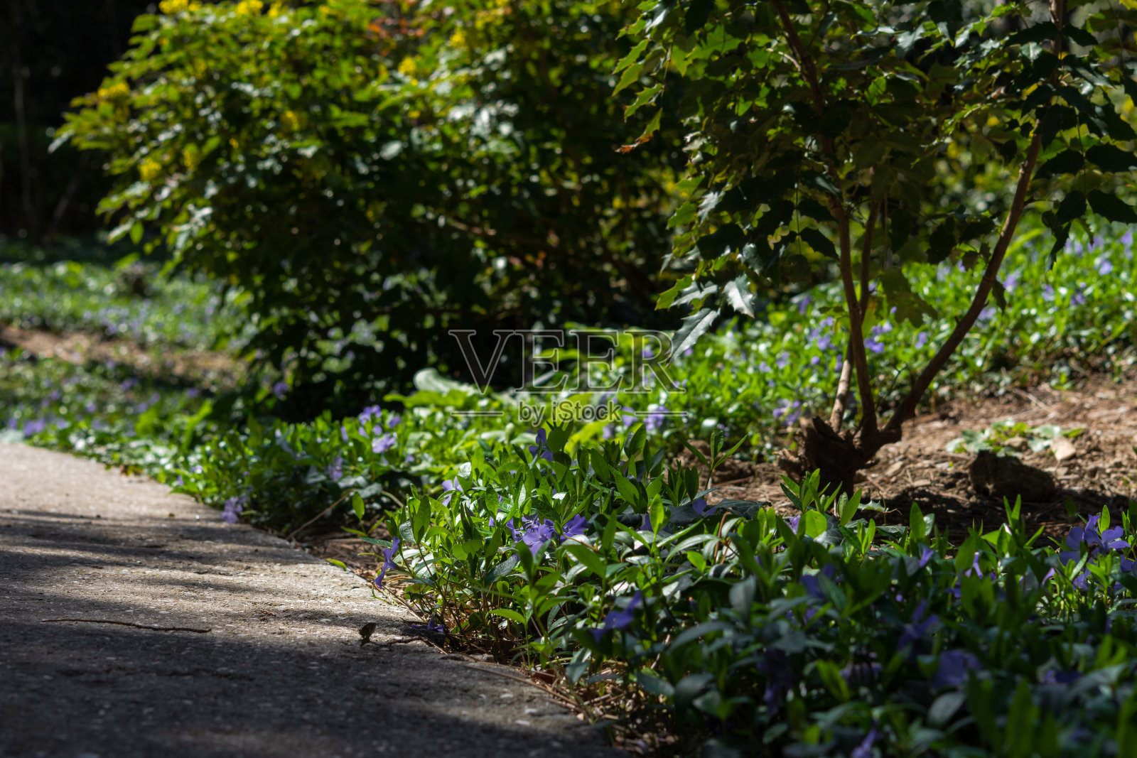 长春花(lat)。Vinca)照片摄影图片
