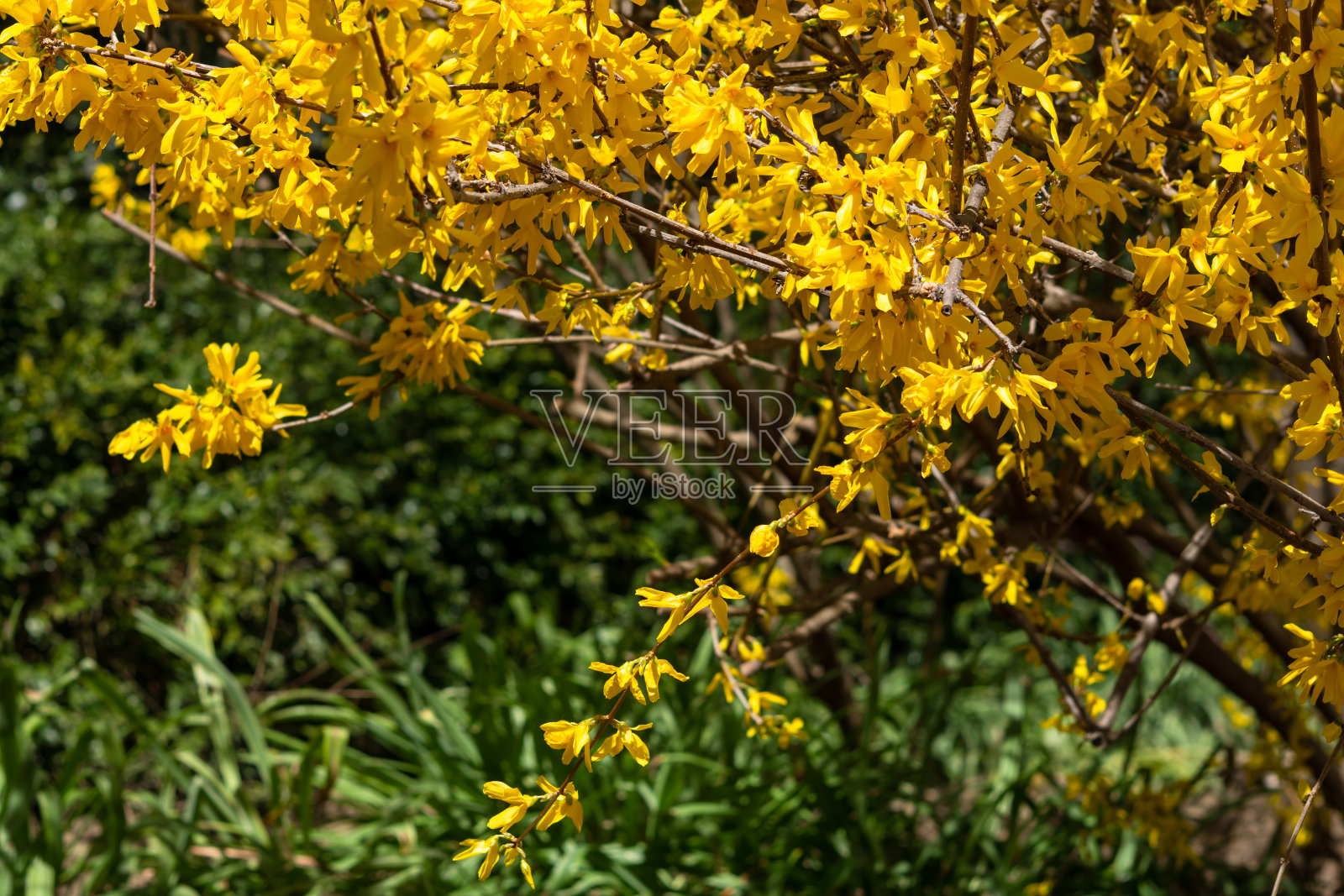 欧洲连翘(连翘)，黄色照片摄影图片