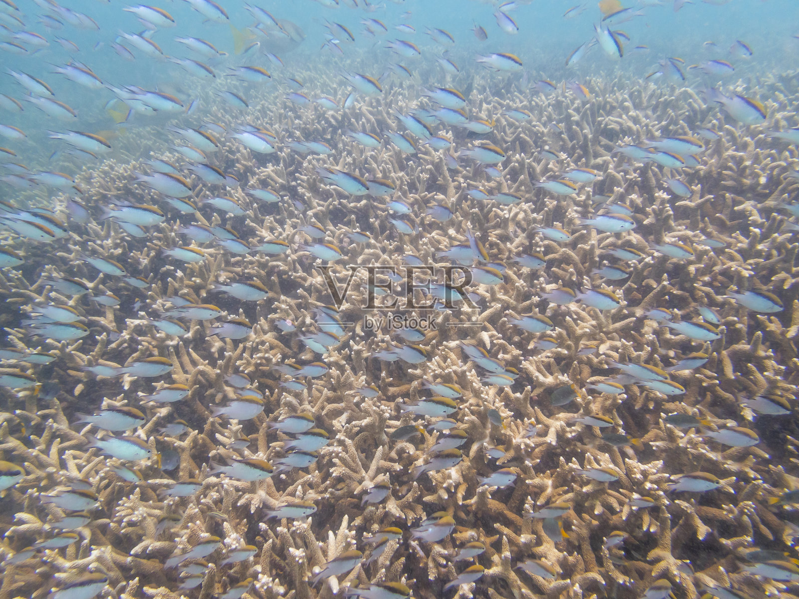 珊瑚礁照片摄影图片