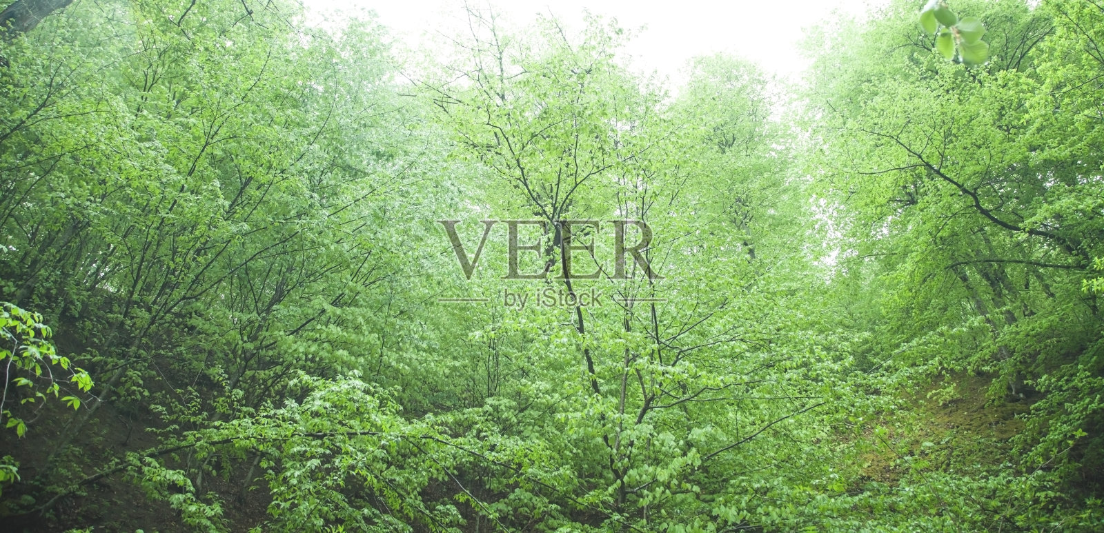 美丽的景色。森林在春天照片摄影图片