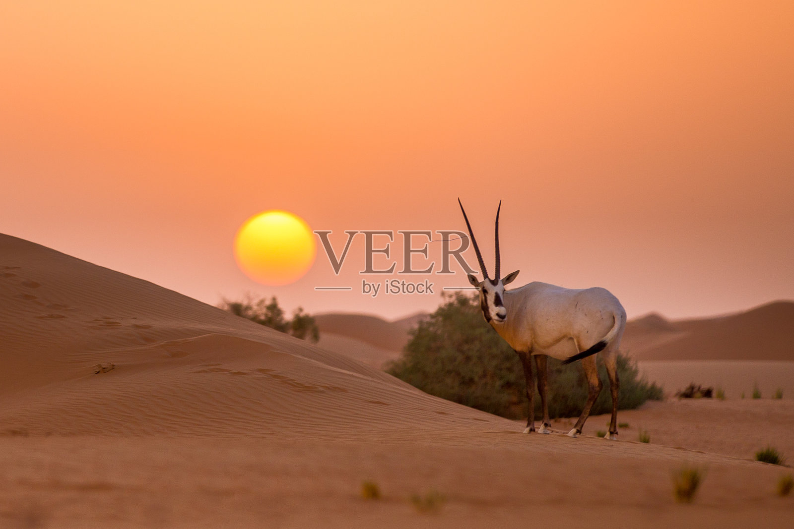 日落与羚羊照片摄影图片