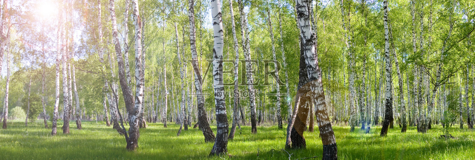 夏季白桦林景观照片摄影图片