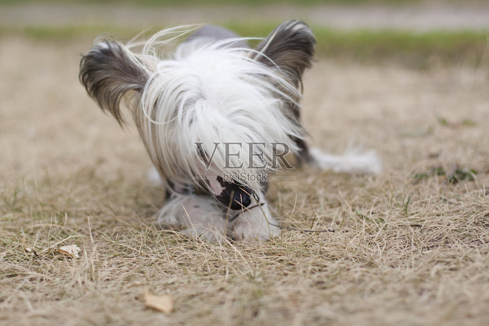 风中的无毛中国冠毛狗。照片摄影图片