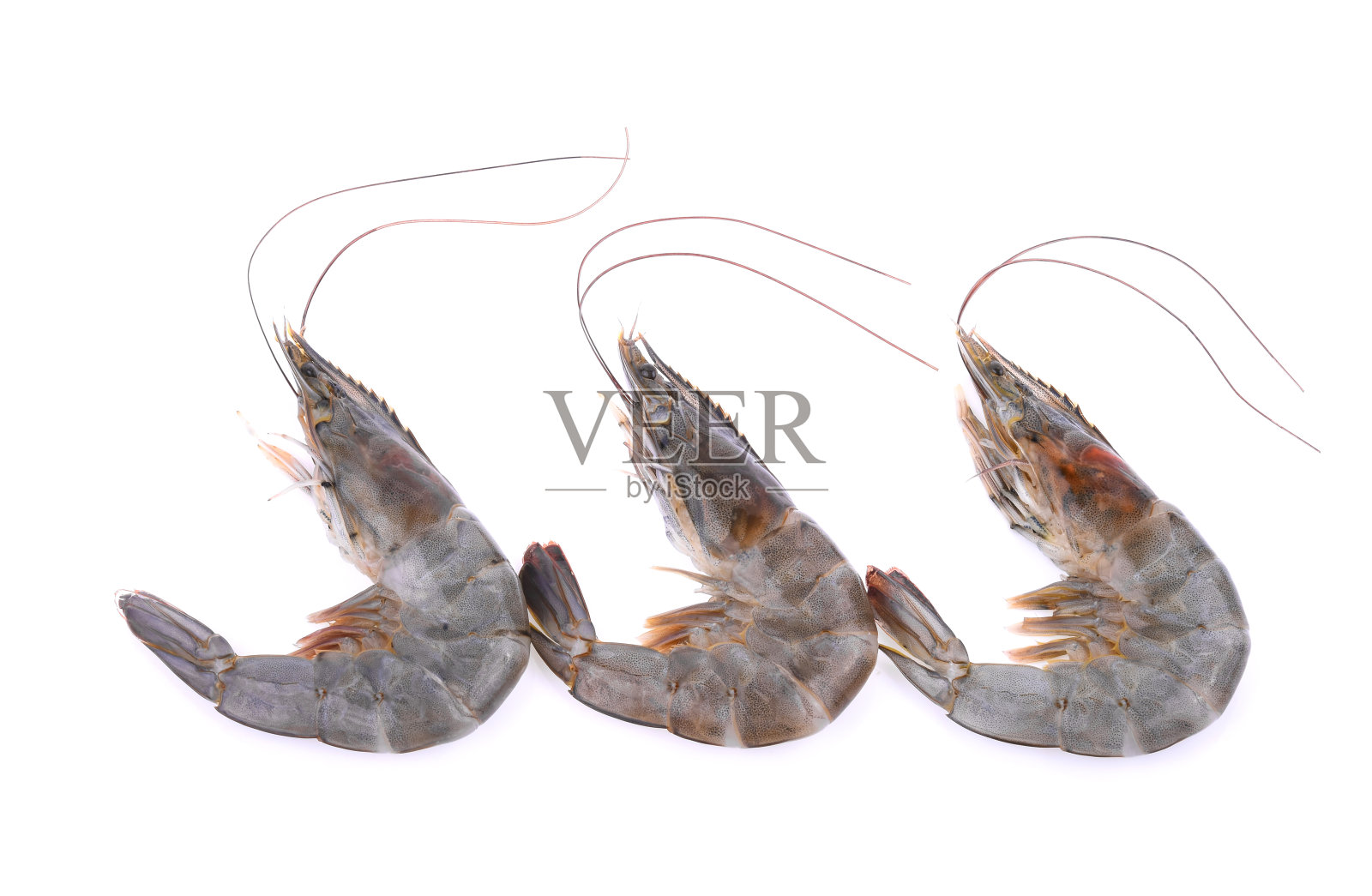 白色背景下孤立的生虾照片摄影图片