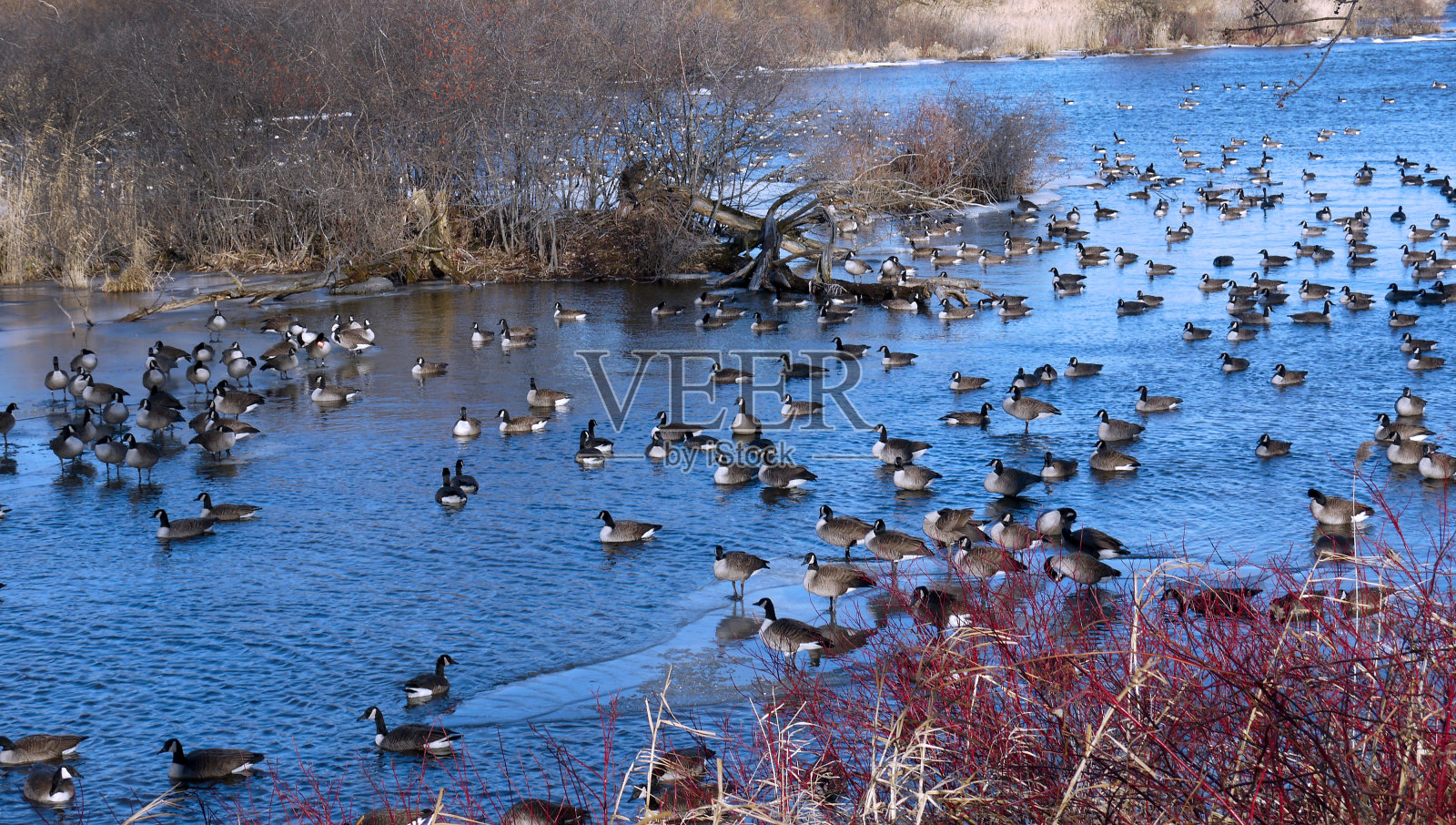鸭子在冰冻的河面上储存图像照片摄影图片