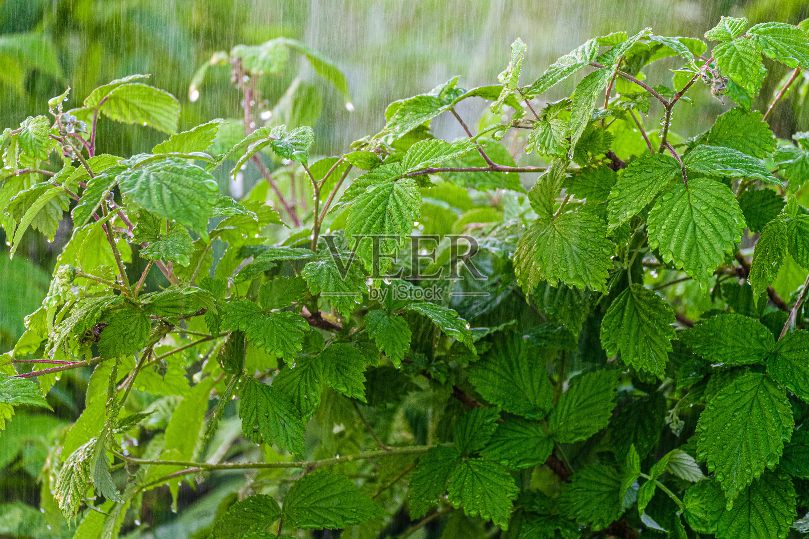 覆盆子茎的灌溉。雨水倾泻在浆果园里。有限的景深。照片摄影图片