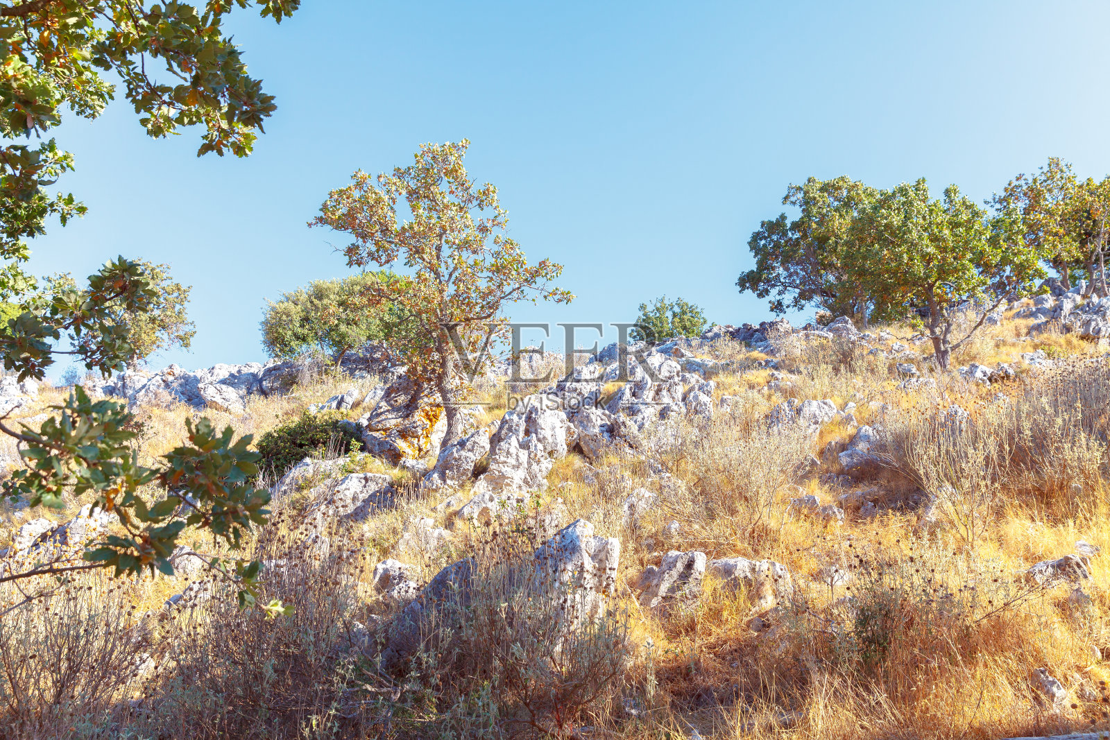 希腊山上的橄榄林照片摄影图片
