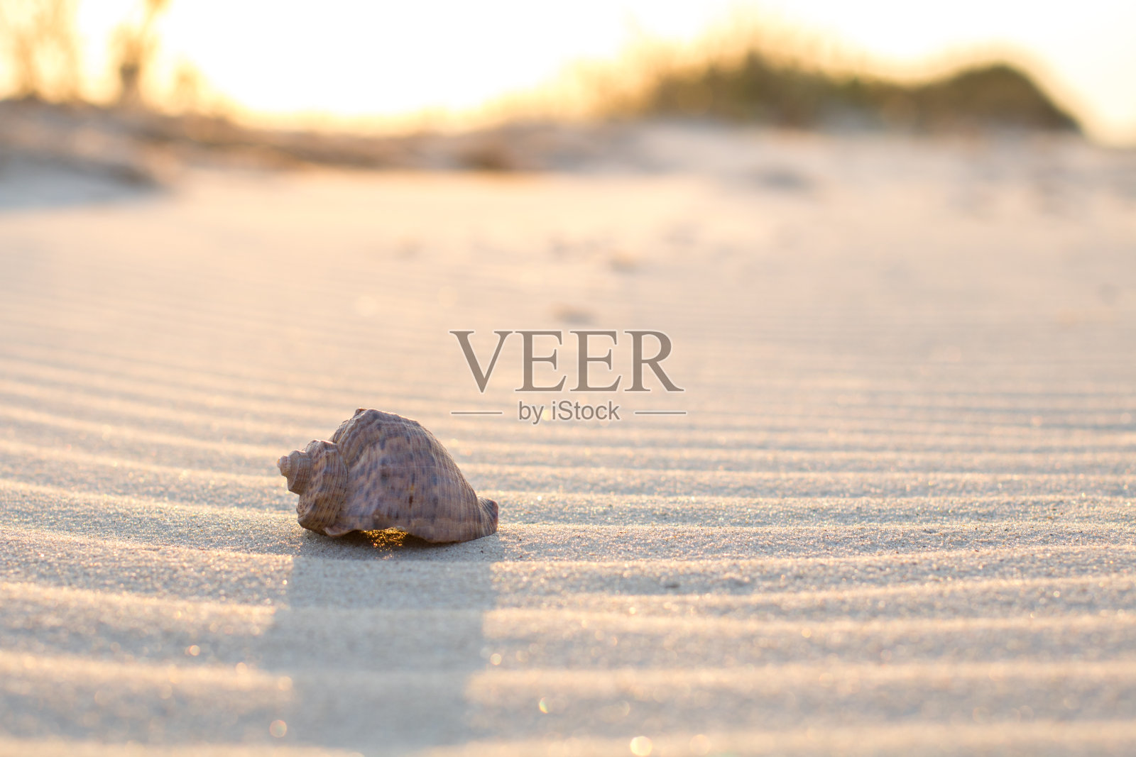 近距离观看贝壳上的沙滩和海浪，日落的时候照片摄影图片