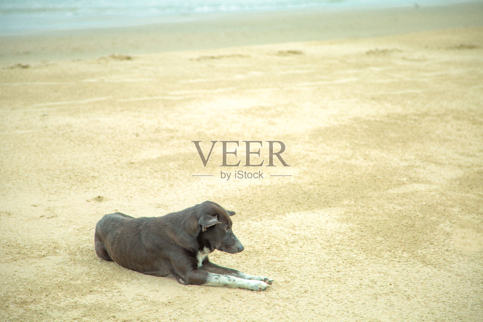 黑狗躺在海边的沙滩上。等待主人独自迷路。照片摄影图片