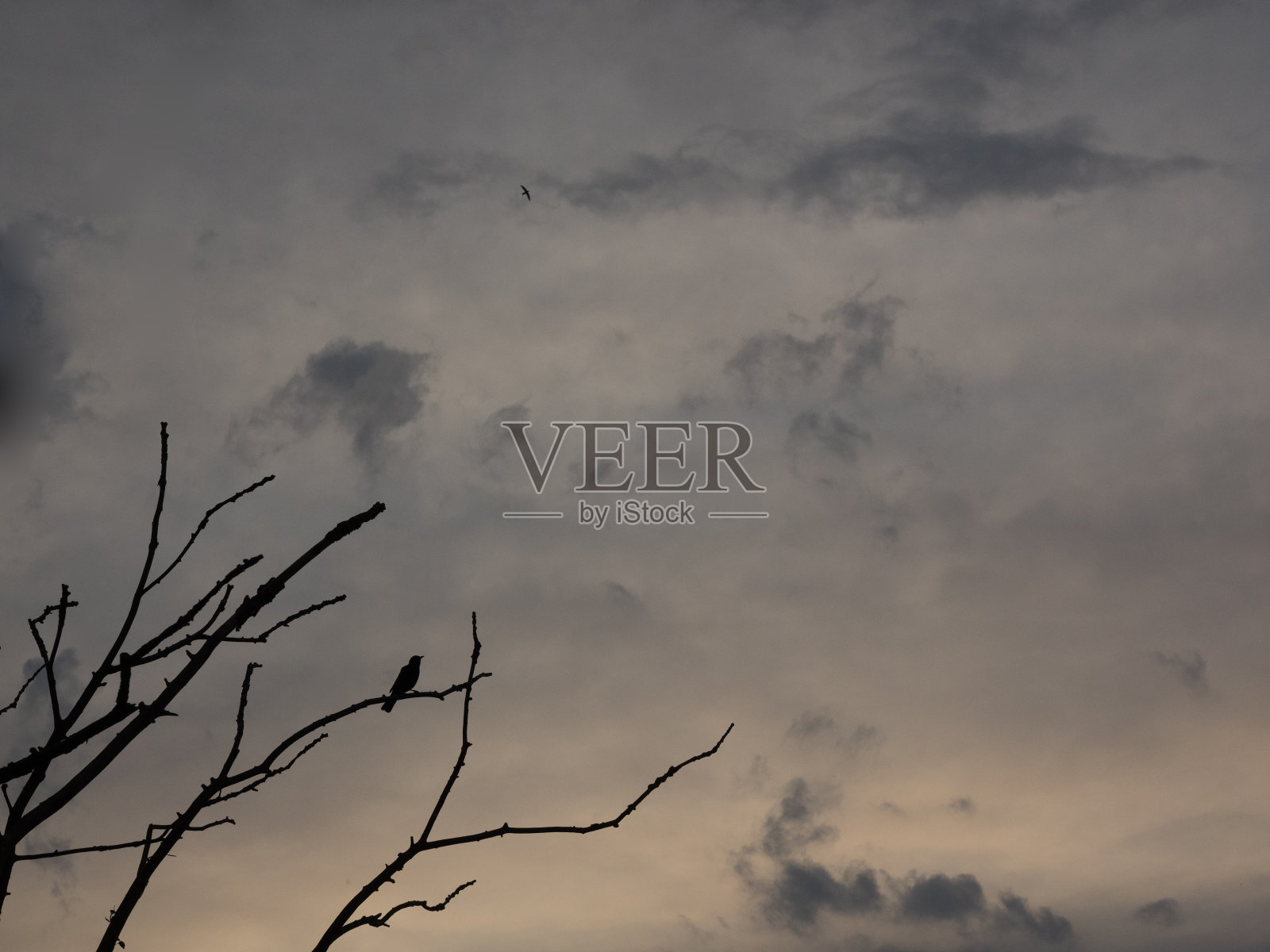 在背光下，一只画眉在树枝上的剪影照片摄影图片