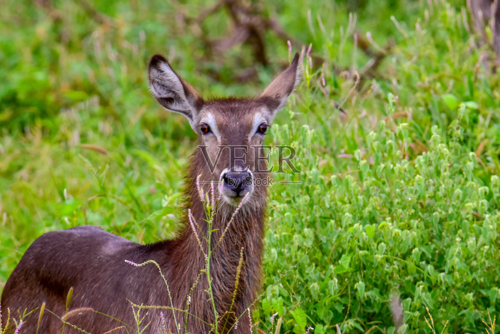 国家公园察沃东、察沃西和肯尼亚的安博塞利照片摄影图片