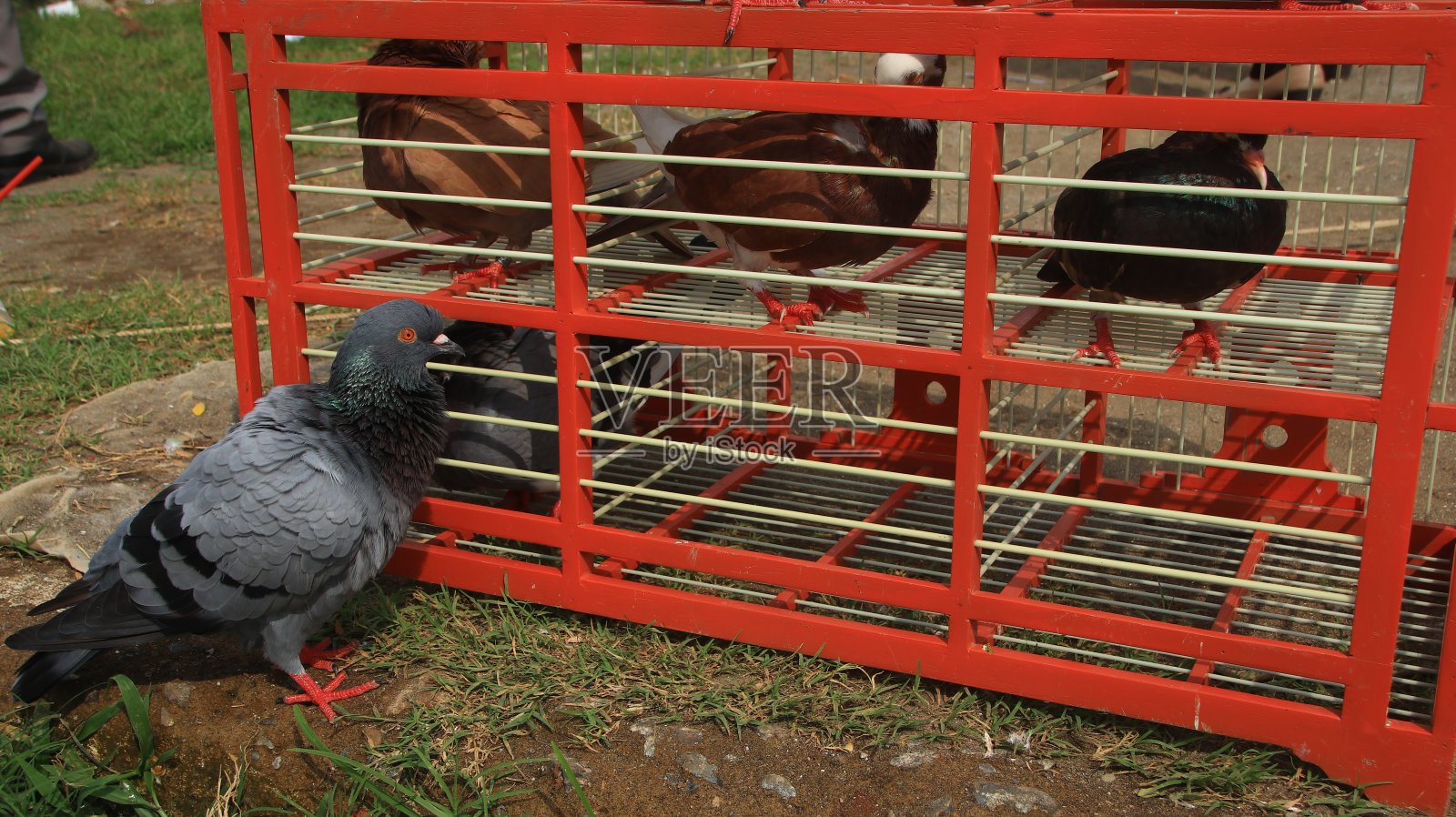 烈日下在笼子里享受日光浴的鸽子照片摄影图片