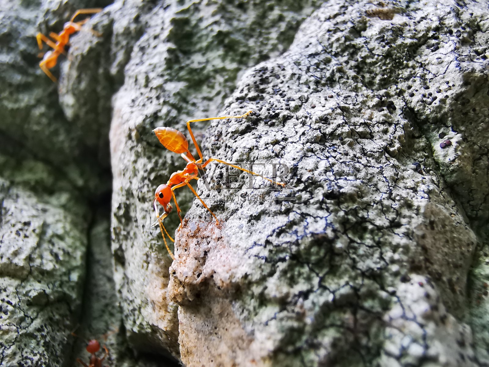 蚂蚁华为智能手机特写库存照片照片摄影图片