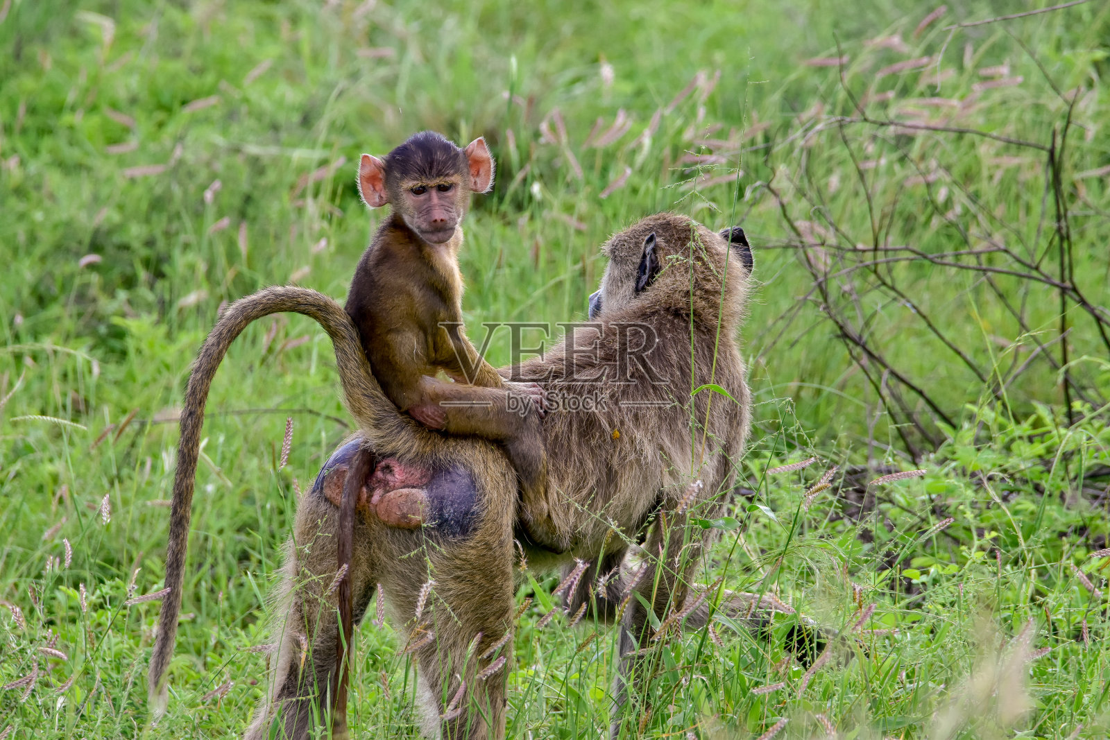 肯尼亚察沃东部国家公园、察沃西部和安博塞利的一只狒狒照片摄影图片