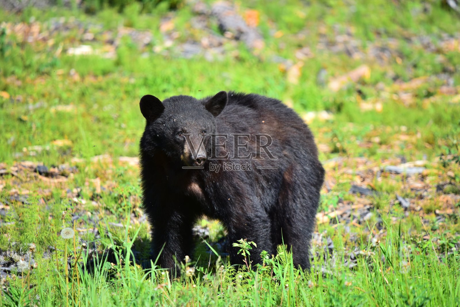 黑熊照片摄影图片