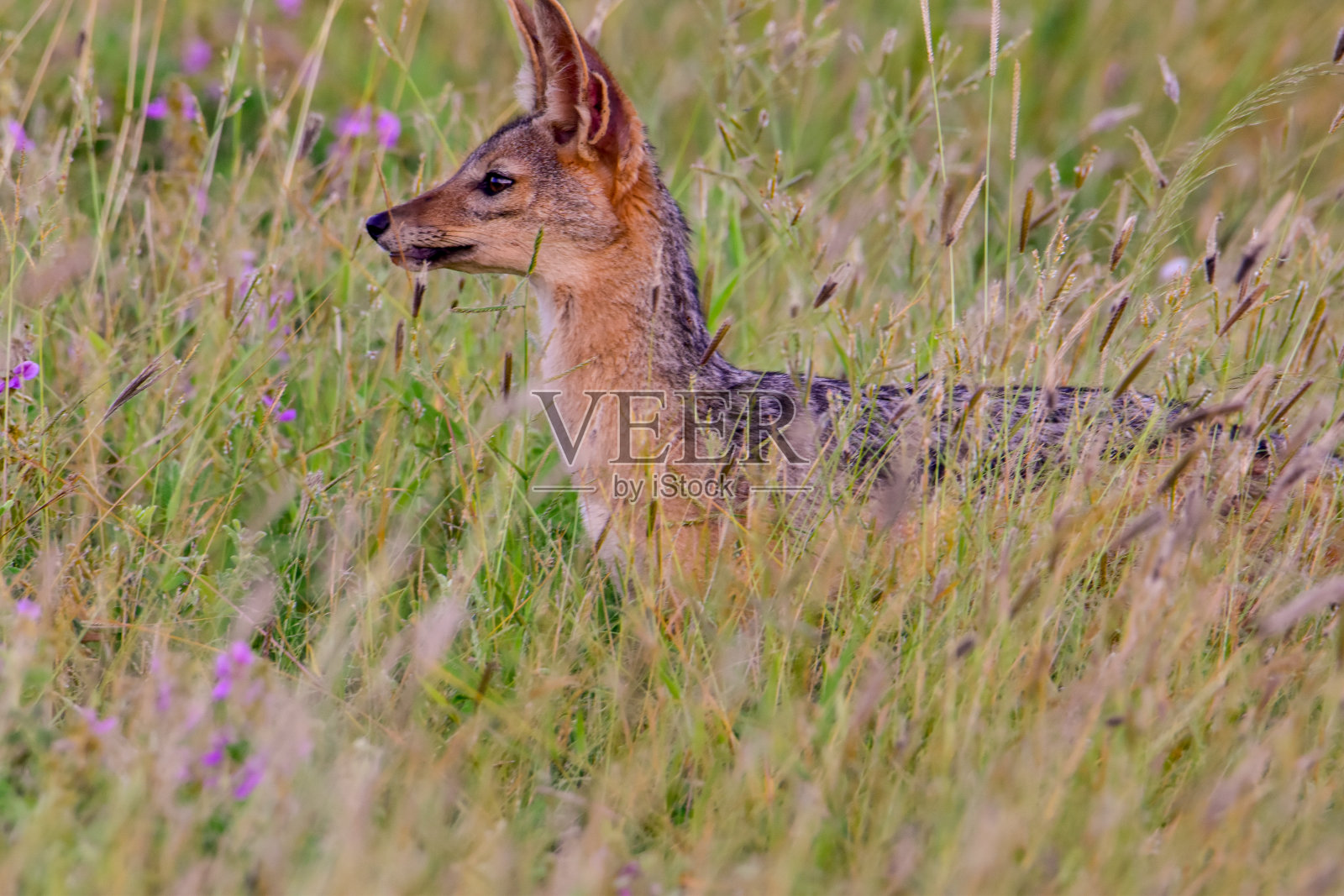 肯尼亚察沃东部国家公园、察沃西部和安博塞利的豺狼照片摄影图片