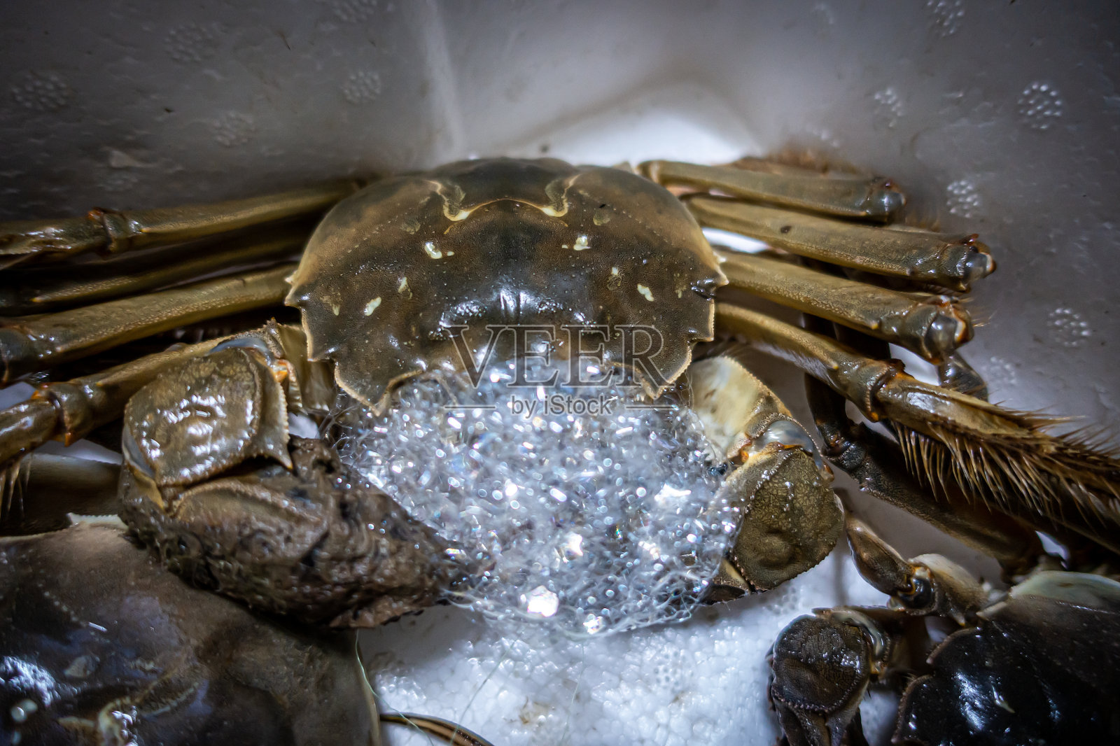 中国毛蟹，毛蟹，青蟹，上海毛蟹照片摄影图片