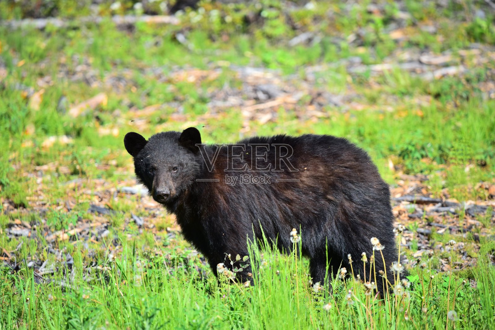 黑熊照片摄影图片