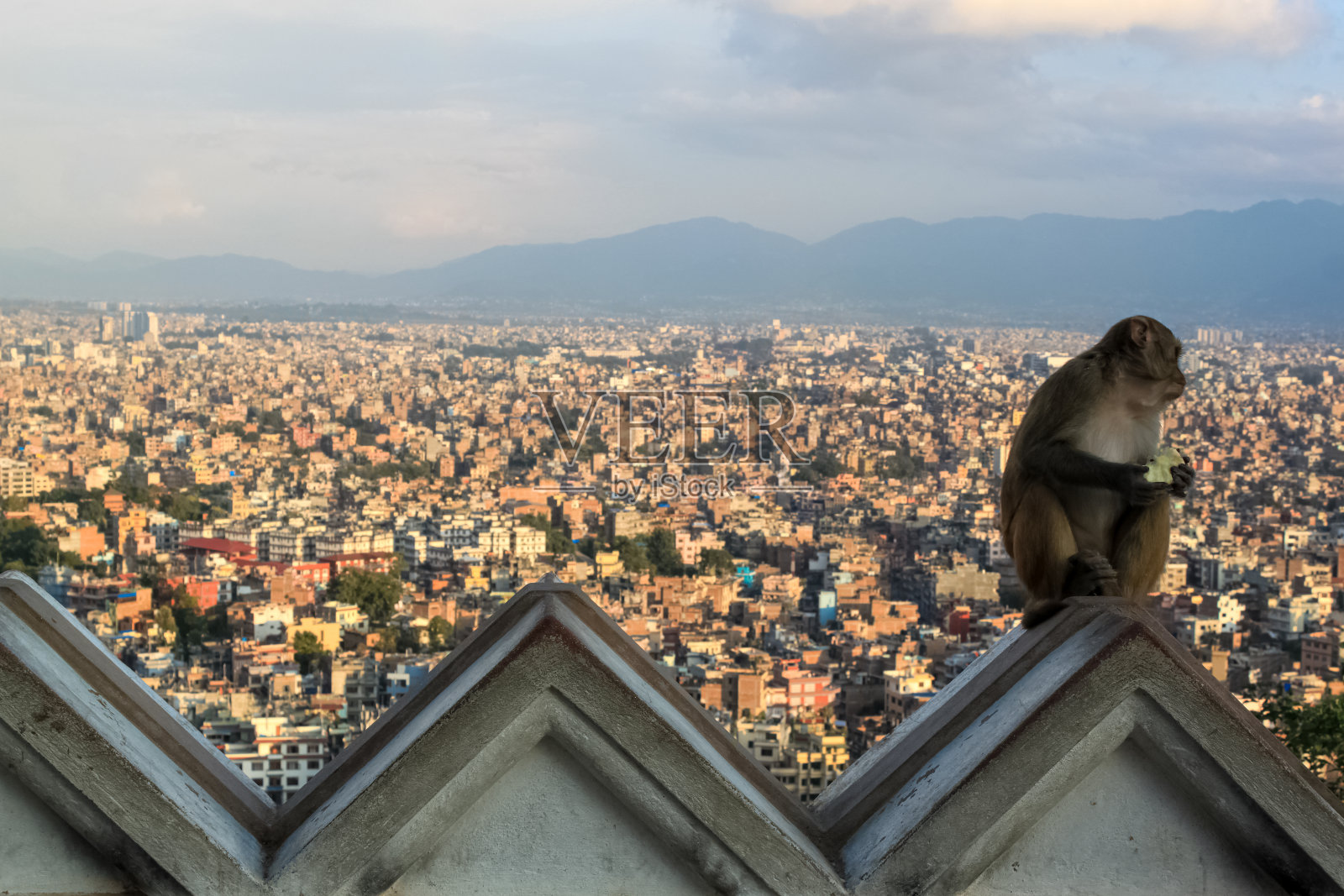 斯瓦扬布纳塔佛龛里的猴子照片摄影图片