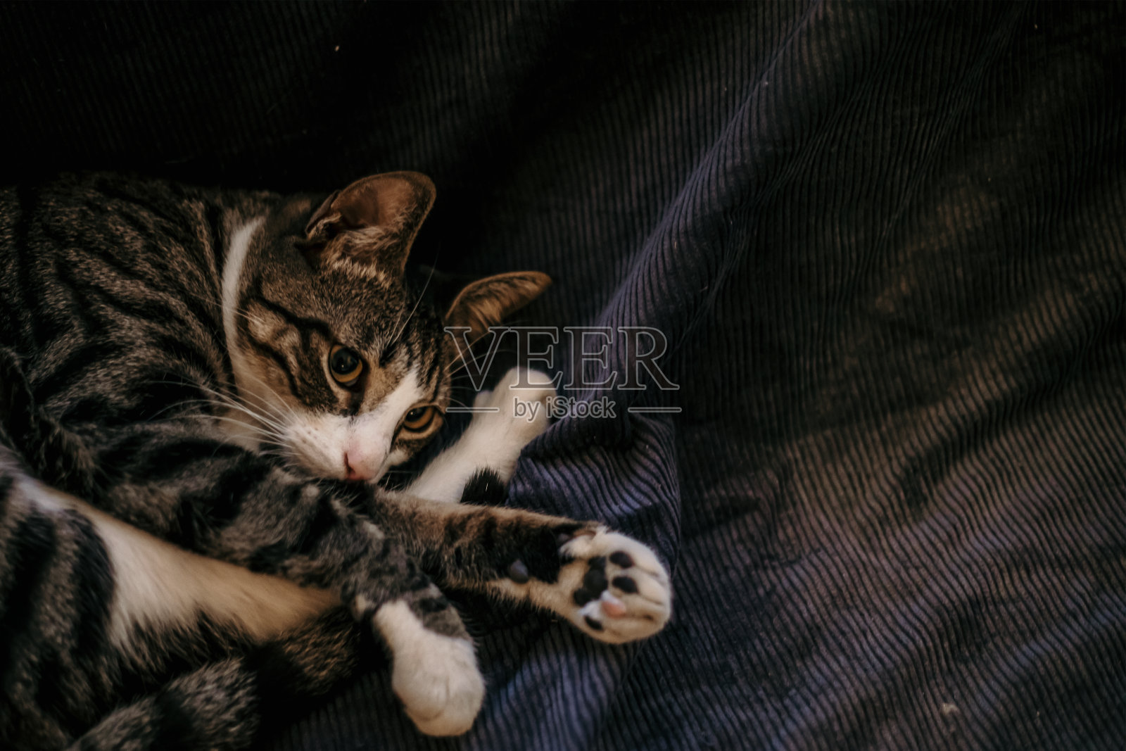 宠物爱照片摄影图片