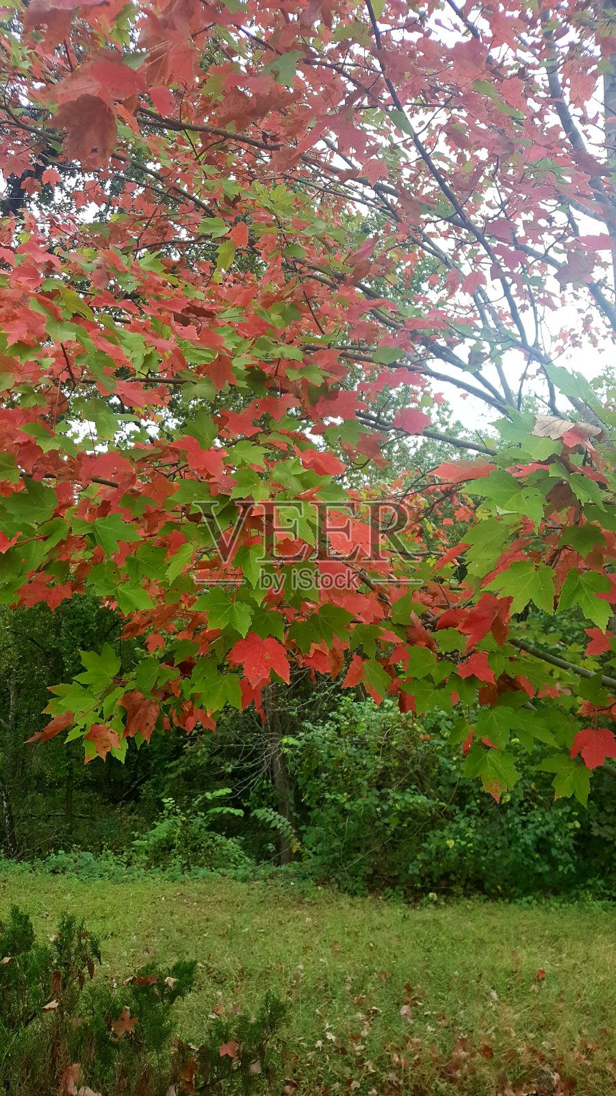 一棵小榆树开始显示秋天的颜色。照片摄影图片