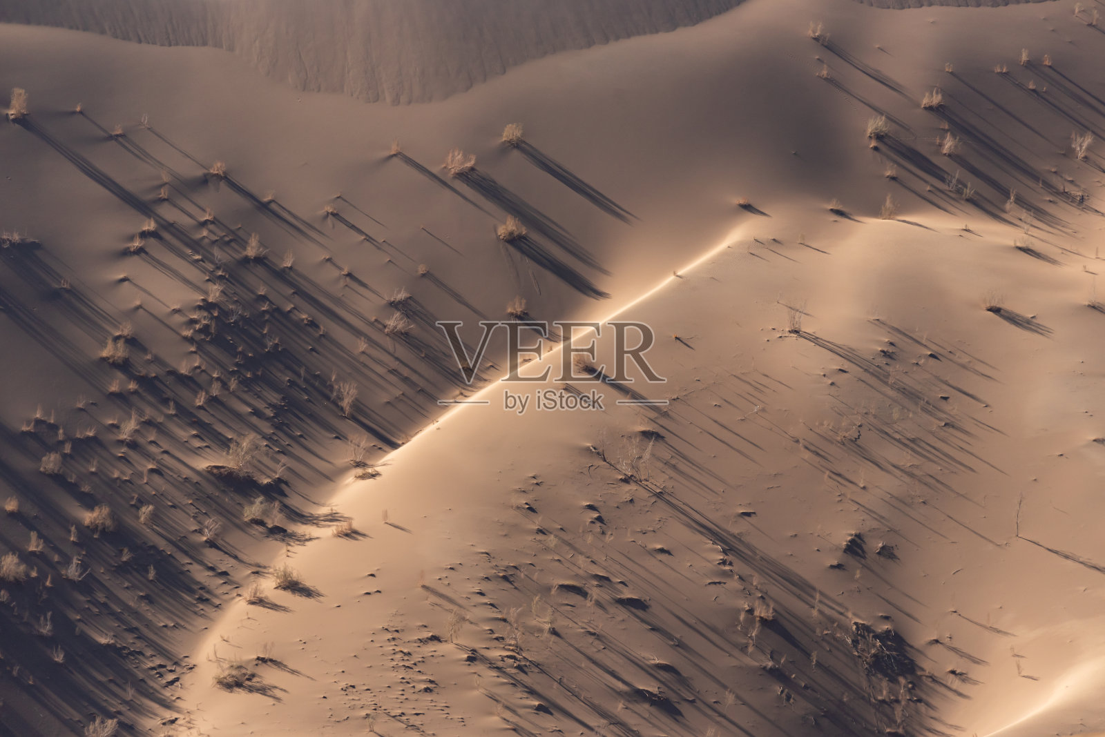 卢特沙漠中的植物照片摄影图片