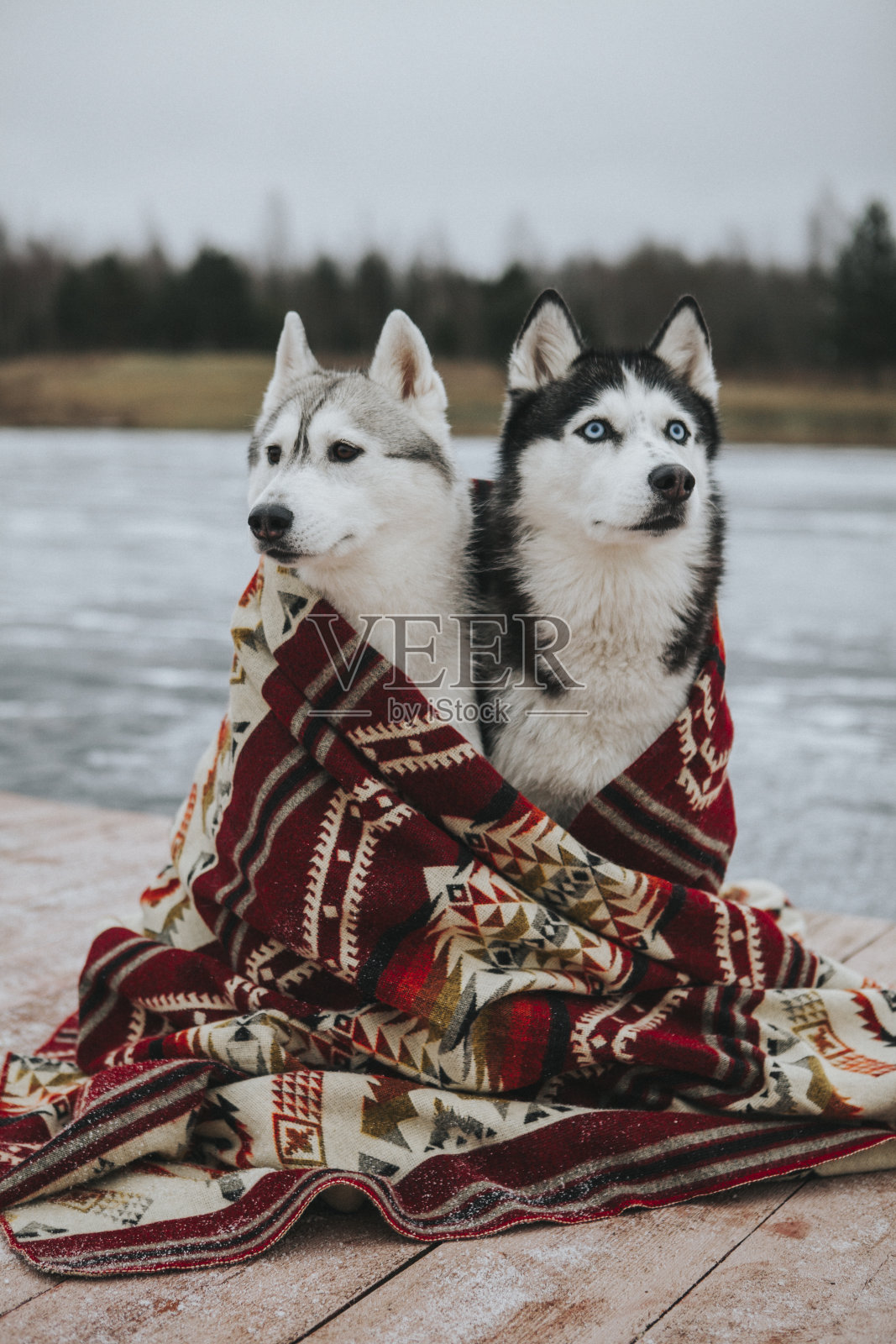 被窝里的哈士奇狗照片摄影图片