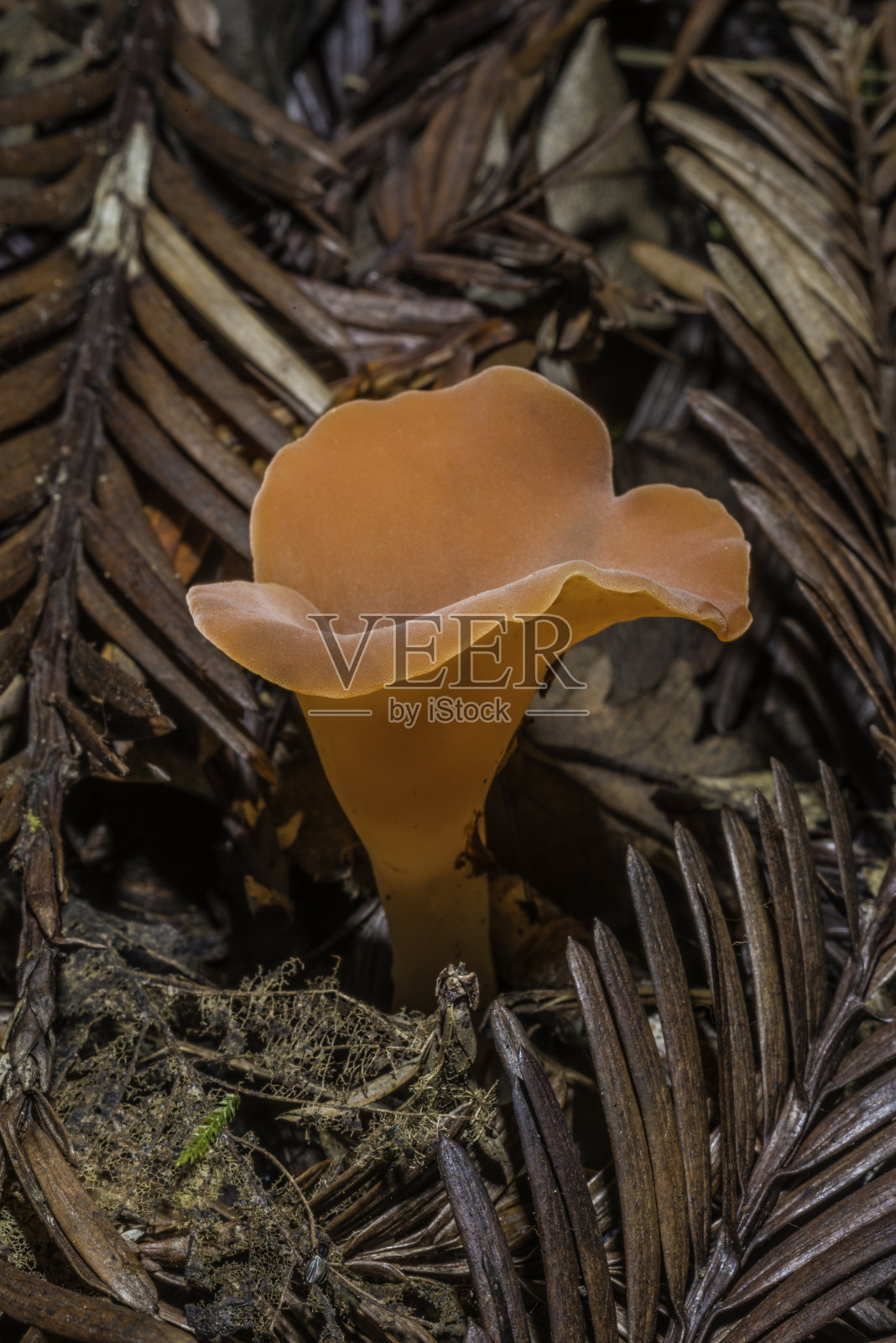 杏胶菇照片摄影图片