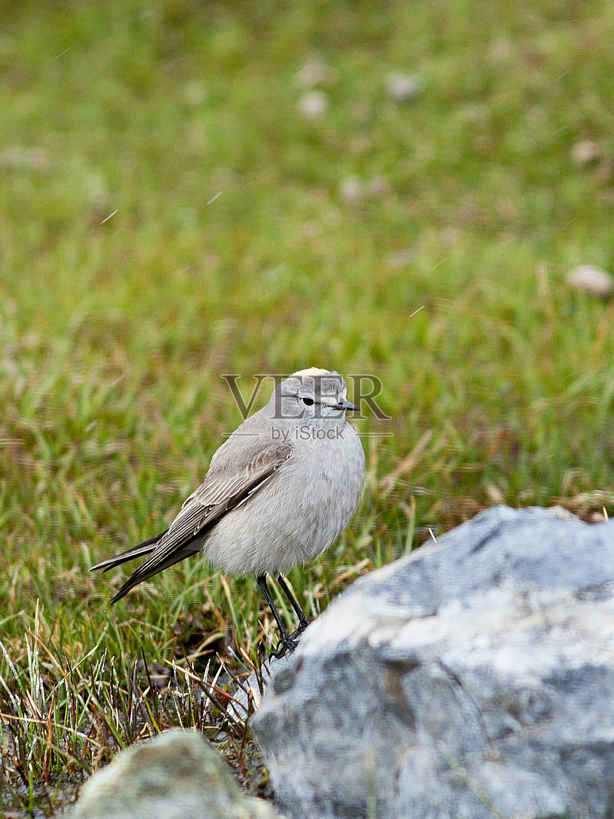 一个成年的赭色床暴君照片摄影图片