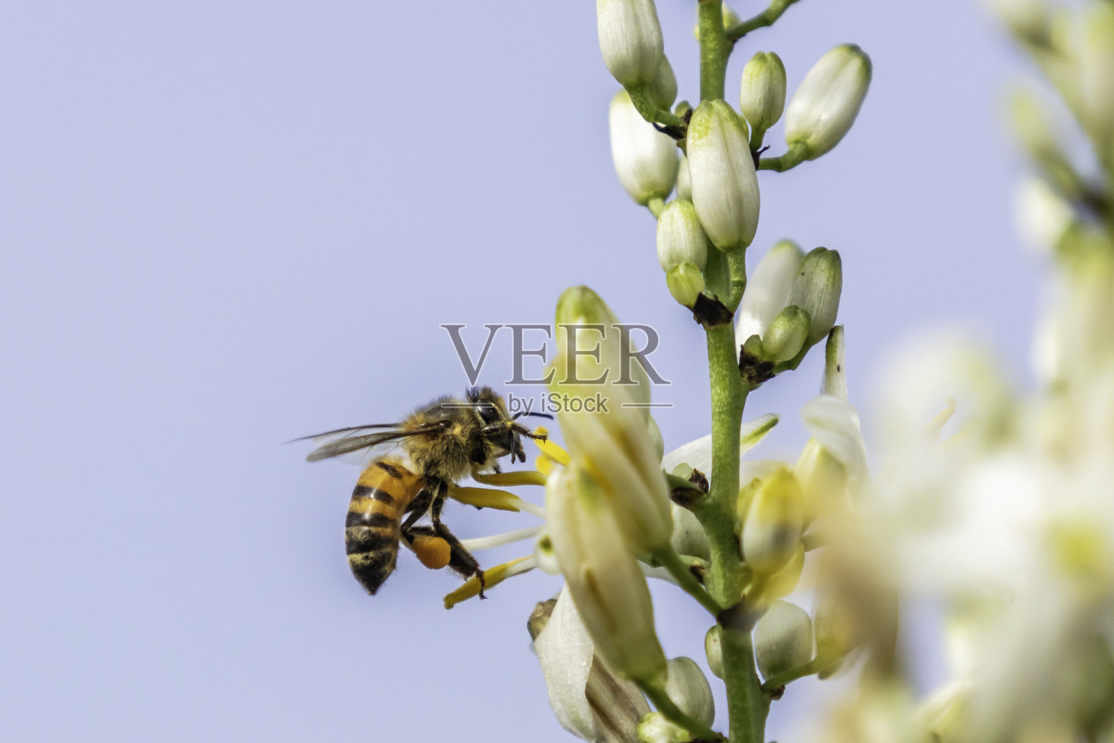 吊兰上的工蜂照片摄影图片