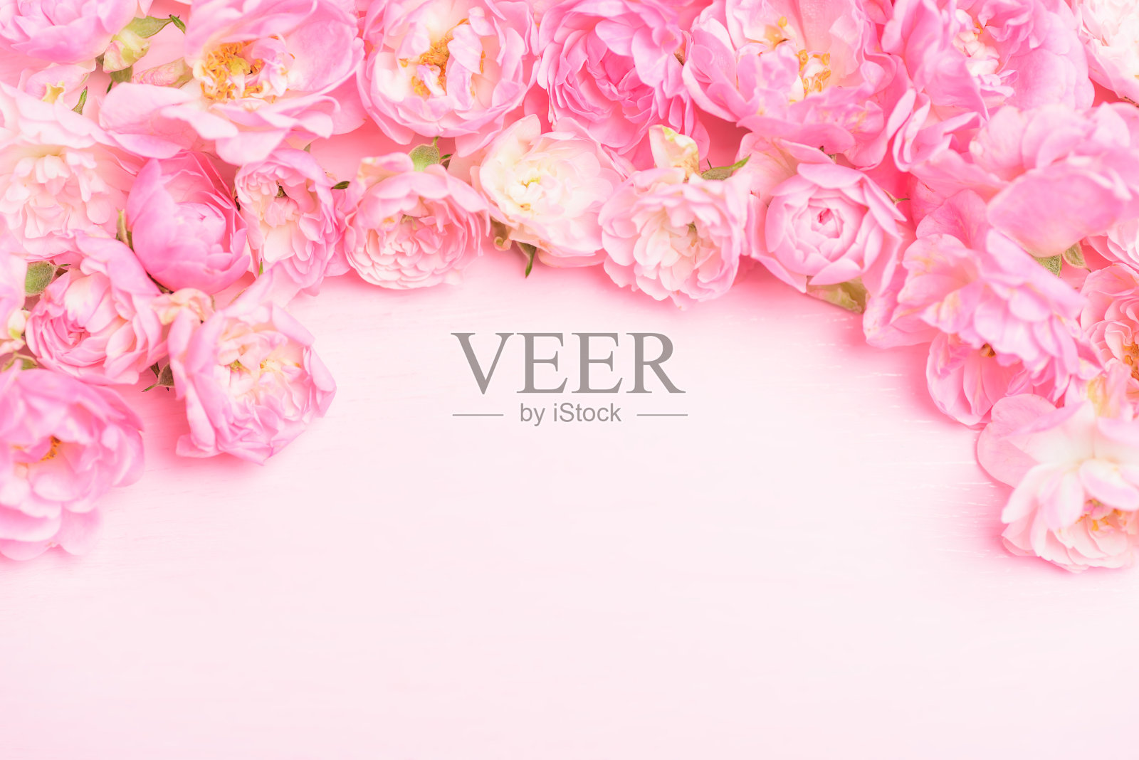 粉色玫瑰背景照片摄影图片