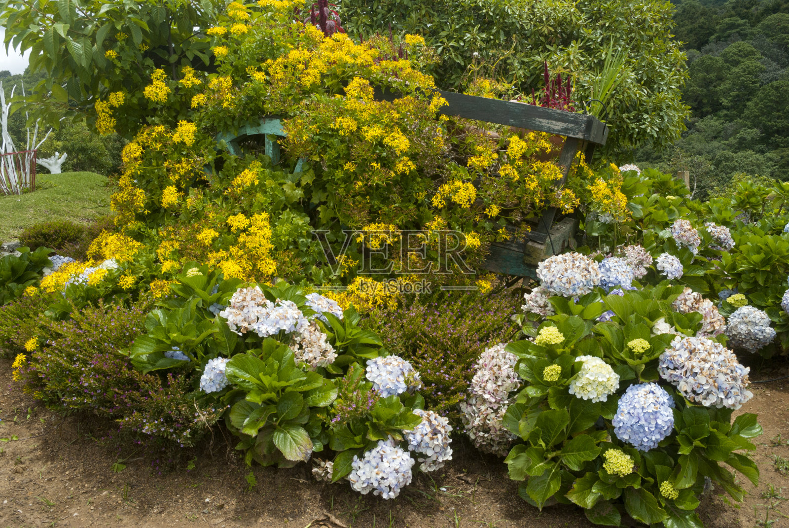 绣球花是户外的花卉，在瓜地花园里用自然光，自然点缀。照片摄影图片