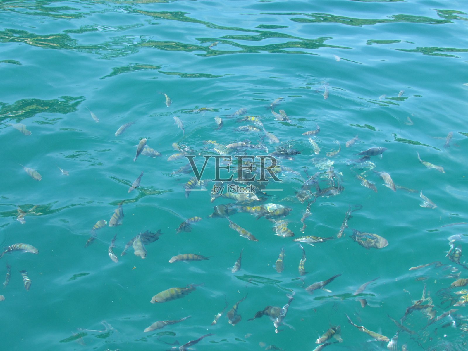 在船上停下来喂鱼照片摄影图片