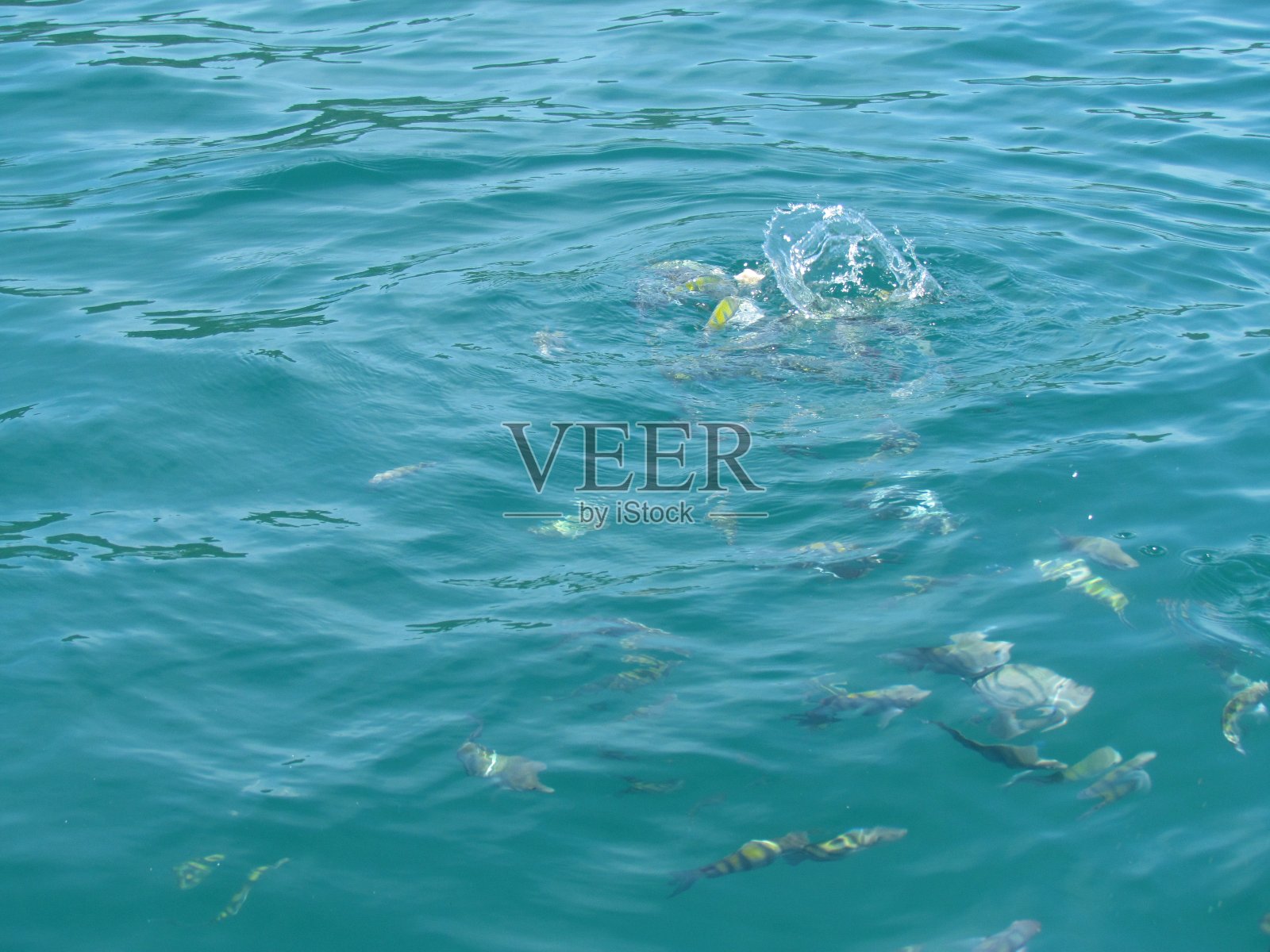 在船上停下来喂鱼照片摄影图片