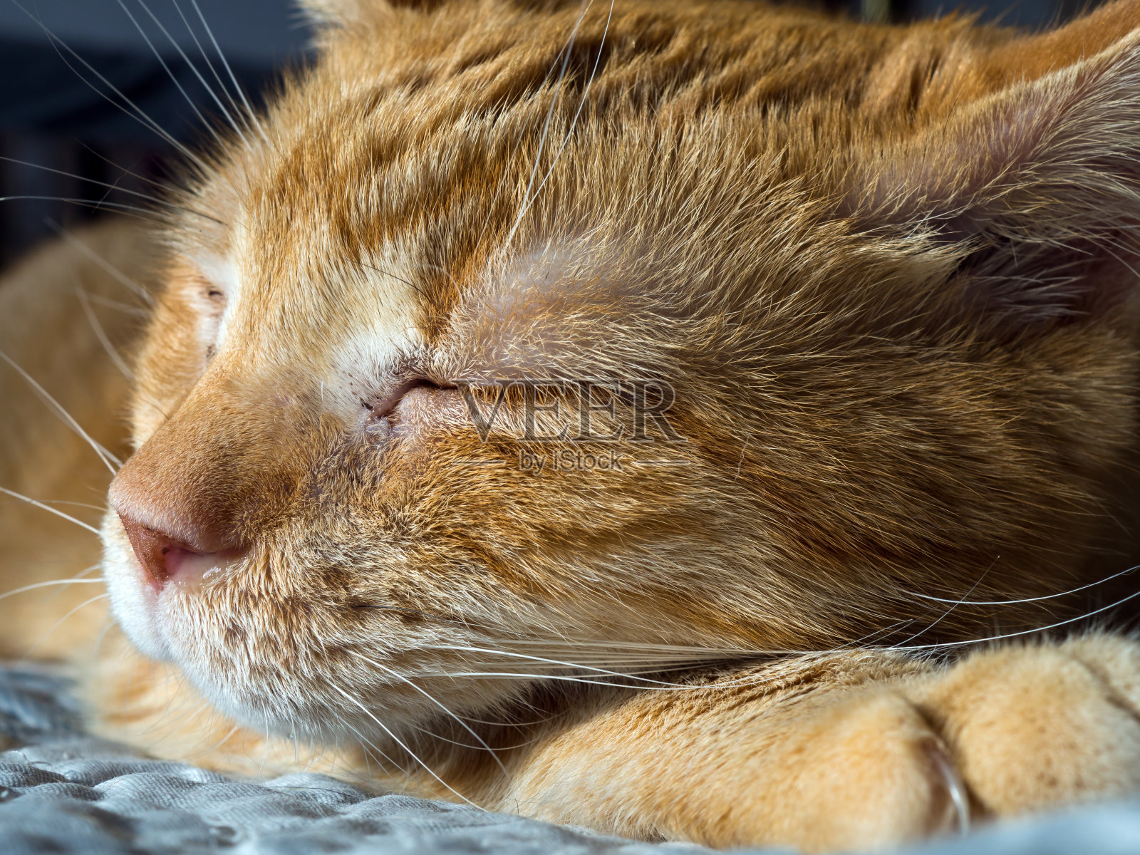 盹照片摄影图片