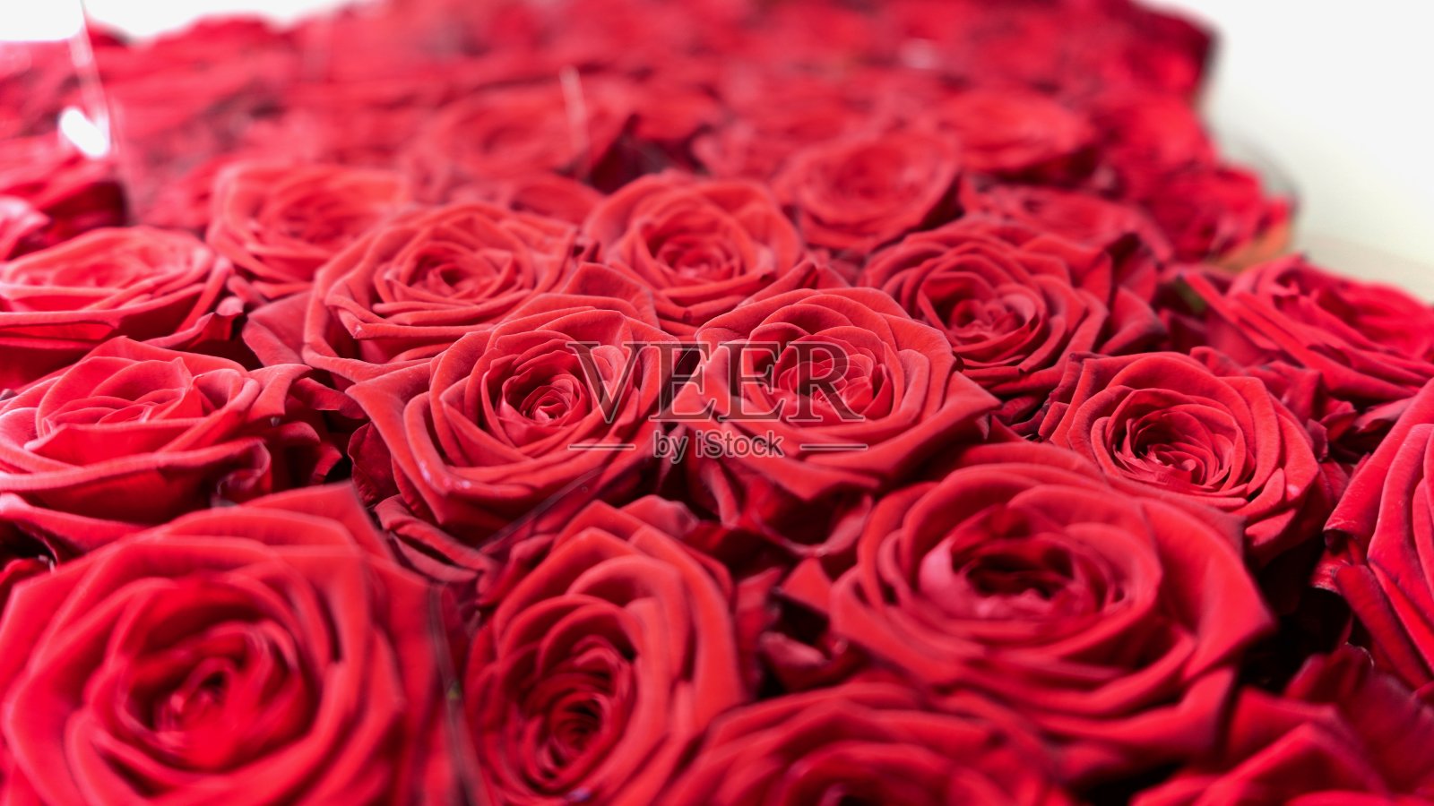 红玫瑰花特写。红玫瑰的特写。浪漫的红色背景。照片摄影图片