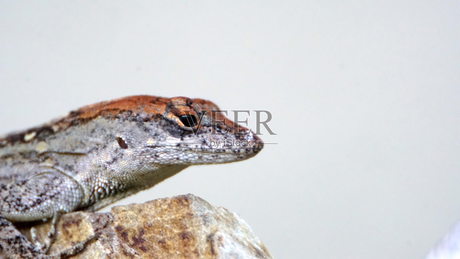 一个棕色变色龙蜥蜴的特写照片摄影图片