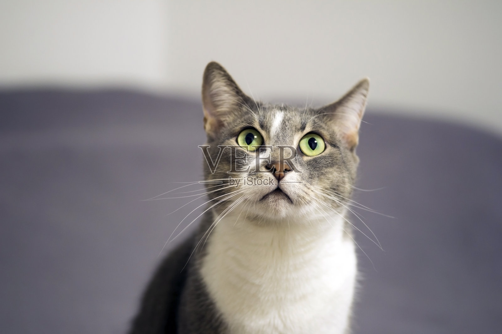 一只胸白的灰猫正坐在沙发毯上，稍微抬头看了看。照片摄影图片