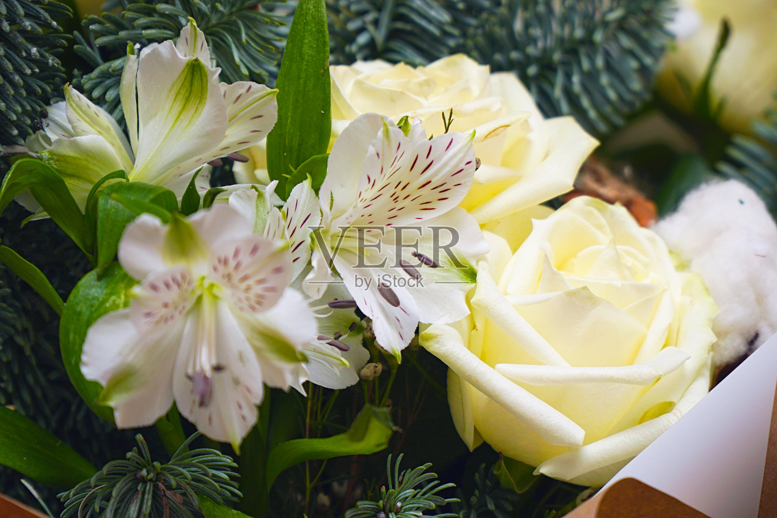 白色的花，玫瑰和Alstroemeria在一束云杉枝照片摄影图片