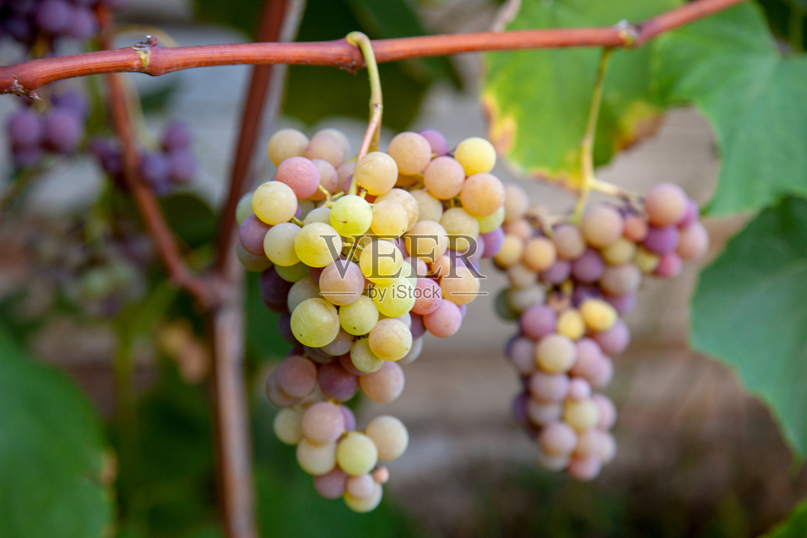 花园里有一串粉红色和绿色浆果的葡萄照片摄影图片