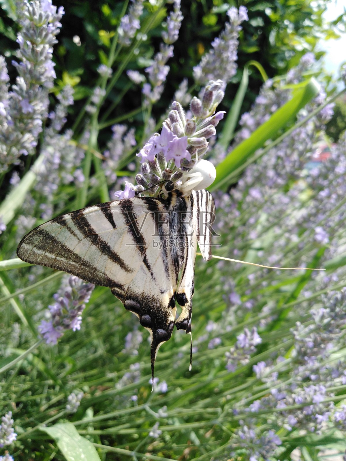 白蟹蜘蛛正在捕捉她的猎物。照片摄影图片