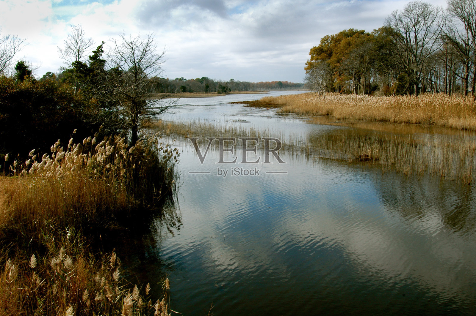 戏剧性的冬季沼泽场景照片摄影图片