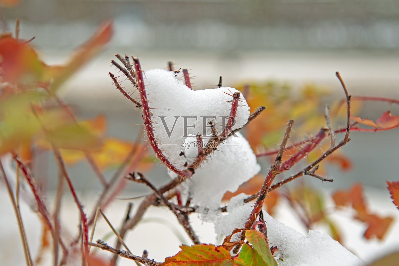 白雪覆盖的野玫瑰丛照片摄影图片