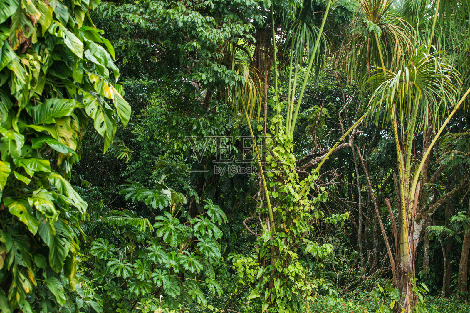 雨林中的热带植物，在下雨的时候照片摄影图片