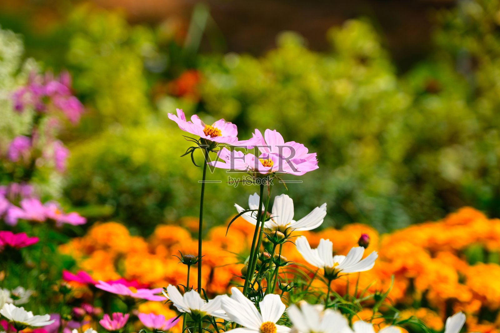 宇宙花的叶子是绿色的照片摄影图片