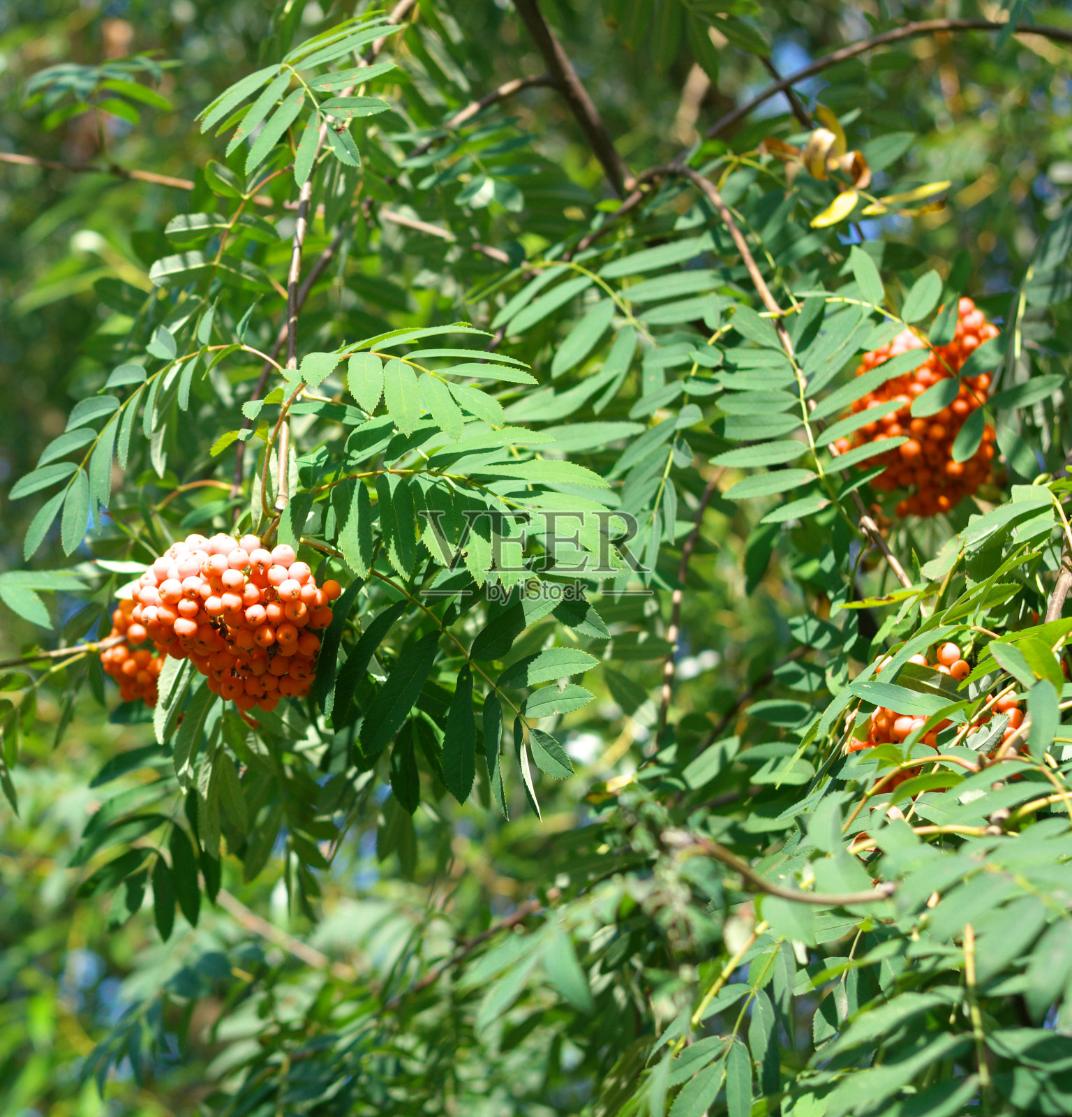 在晴朗干燥的日子里照片摄影图片
